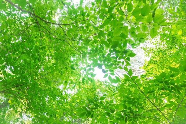 【2019年9月】auの使い放題プランが実質値下げ!auの新プランを解説